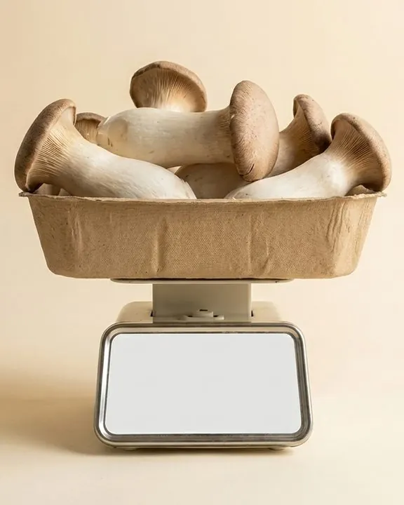 King oyster mushrooms with thick white stems in a tray on a scale.