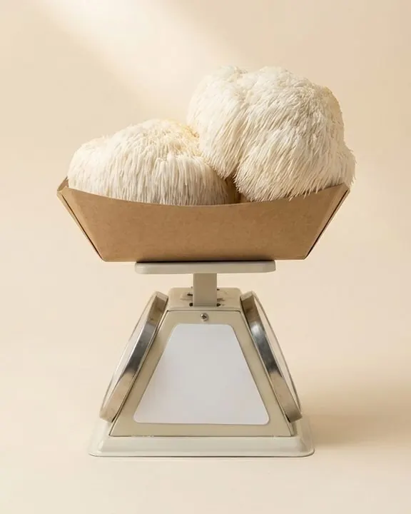 Lion's mane, a white shaggy mushroom, in a tray on a scale.